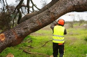Talan el pino que albergaba a Platero en Huelva