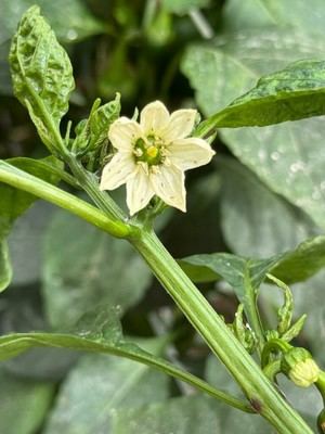 Ayudas disponibles para cultivos de pimiento afectados por plaga