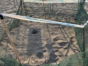 Nace la primera tortuga marina en Mojácar tras exitoso anidamiento