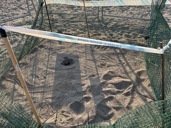 Nace la primera tortuga marina en Mojácar tras exitoso anidamiento