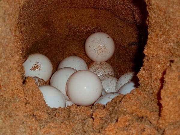Oasys MiniHollywood cuida 20 huevos de tortuga boba rescatados en Mojácar