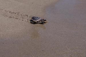 Almería devuelve al mar a 27 tortugas tras un año de cuidados extremos