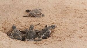 Hallan nido de tortuga boba con 38 huevos en Roquetas de Mar