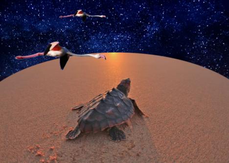 Polvo de estrellas, tortugas y flamencos
