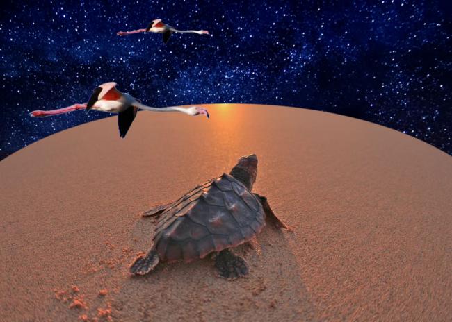 Polvo de estrellas, tortugas y flamencos