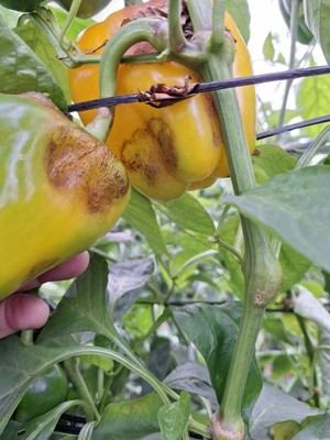 COAG Almería exige la publicación urgente de la orden de módulos fiscales