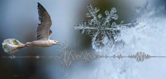 Tsunamis, gaviotas y frío polar