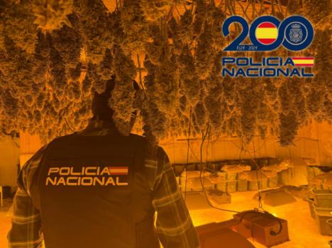 Incautan 879 plantas de marihuana en El Ejido