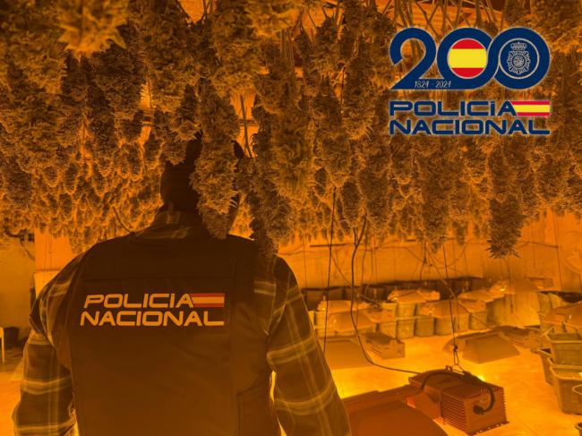 Incautan 879 plantas de marihuana en El Ejido