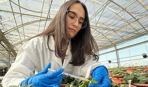 Investigación andaluza mejora fresas para Almería con IA frente al cambio climático