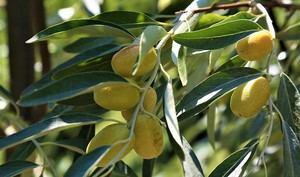 El aceite de acebuchina, un aliado para la salud ocular en Almería