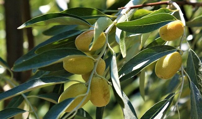 El aceite de acebuchina, un aliado para la salud ocular en Almería