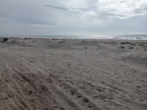 PACMA exige la dimisión de la consejera tras destruir dunas en Cabo de Gata