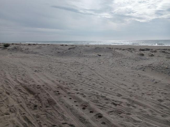 PACMA exige la dimisión de la consejera tras destruir dunas en Cabo de Gata