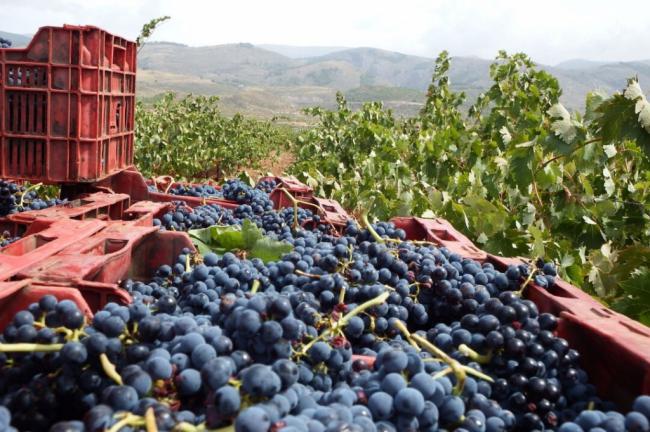 Asaja prevé un incremento del 15% en la producción de vino