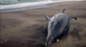 Varamientos y cuentos del mar de Alborán