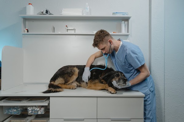 Bruselas respalda el sistema de control de antibióticos Presvet, descontento entre veterinarios