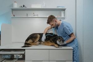 Bruselas respalda el sistema de control de antibióticos Presvet, descontento entre veterinarios