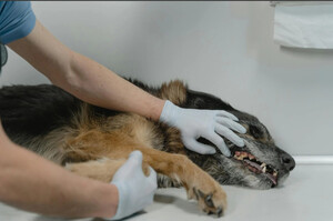 CSIF exige un mejor complemento específico para veterinarios que inspeccionan los mataderos