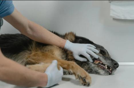 Última oportunidad para solicitar ayudas de 3,2M€ en sanidad animal hasta el 27 de julio