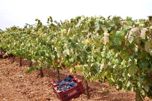La cosecha de uva cae un 20% en Almería aunque con una calidad 'excepcional'