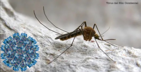 Alerta por Virus del Nilo se extiende en Almería otra semana más